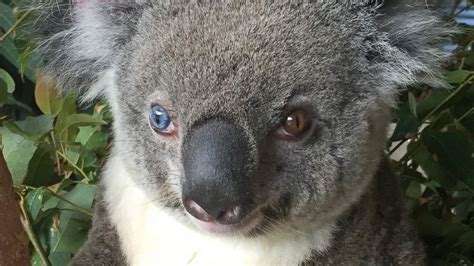 Rare Koala With Different Colored Eyes Steals The Hearts Of Australian