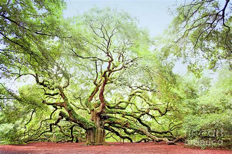 The Angel Oak Tree Photograph By Sharon Mcconnell Fine Art America