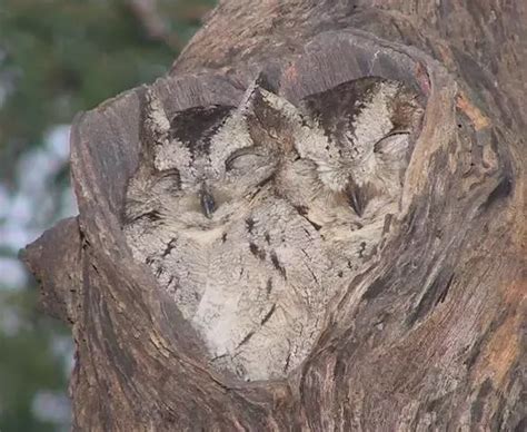 Owls Sleep With Their Heads Tucked Under Their Wings And One Eye Open