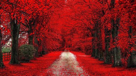 Free Download Red Trees Nature Hdwallpaperfx 1920x1100 For Your