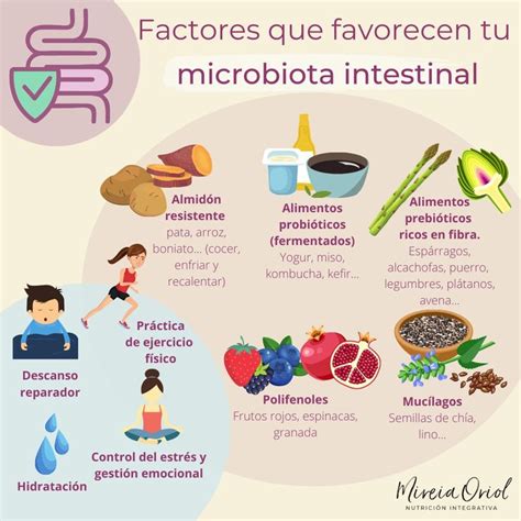 Factores Que Favorecen Tu Microbiota Intestinal Microbiota Nutricion