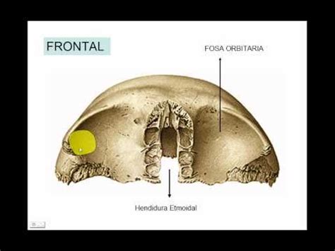 FRONTAL - YouTube