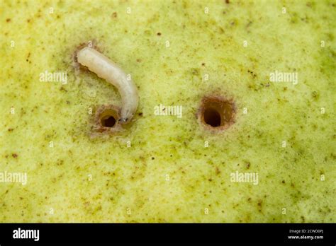 Codling Moth Larva Damage Fotografías E Imágenes De Alta Resolución Alamy