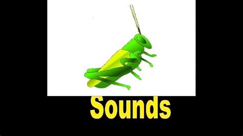 Bird sounds birds chirping sound effects for 1 minute long. Crickets Chirping Sound Effects All Sounds - YouTube