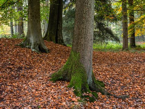 Autumn Tree Trunks Forest Landgoed Geijsteren Photography William