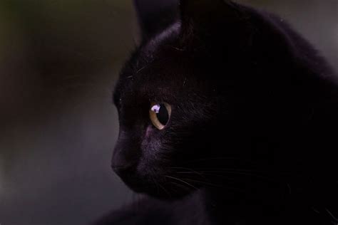 Free Images Nature Photo Kitten Macro Darkness Black Cat Close