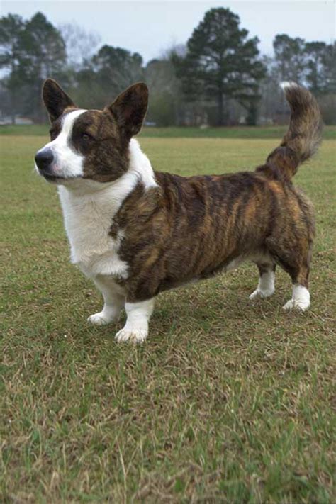They will come to you well socialized. Herding Breeds- Cardigan Welsh Corgi - ACM Dog Training