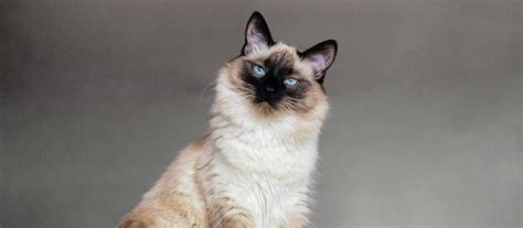 Балинезийская кошка фото описание породы и характер Whiskas