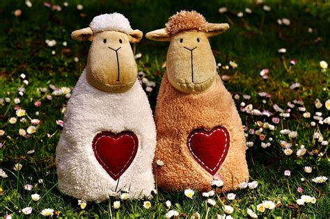 Sheep Love Heart Valentine'S - Free photo on Pixabay
