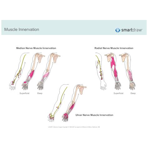 Muscle Innervation