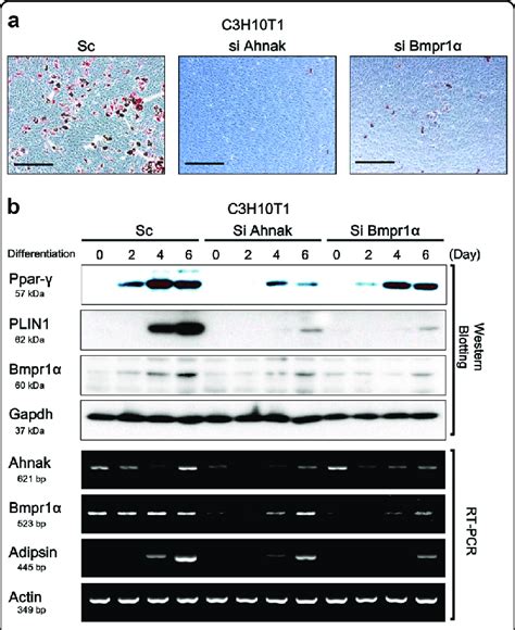 Ahnak Knock Down Inhibits White Adipocyte Differentiation C3h10t12