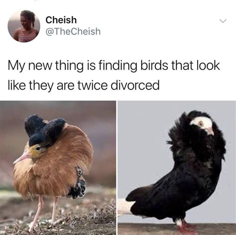 Pin By Renee Miller On Funny In 2020 Bird Meme Flock Of Birds Divorce