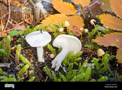 Hygrophorus Piceae A Snow White Mushroom From The Pacific Northwest