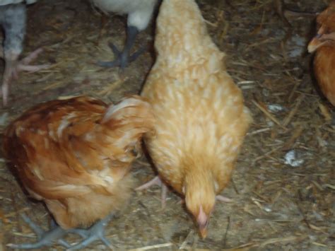 Narrow Path Farm Chickens