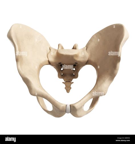 Coxal Bone Hi Res Stock Photography And Images Alamy