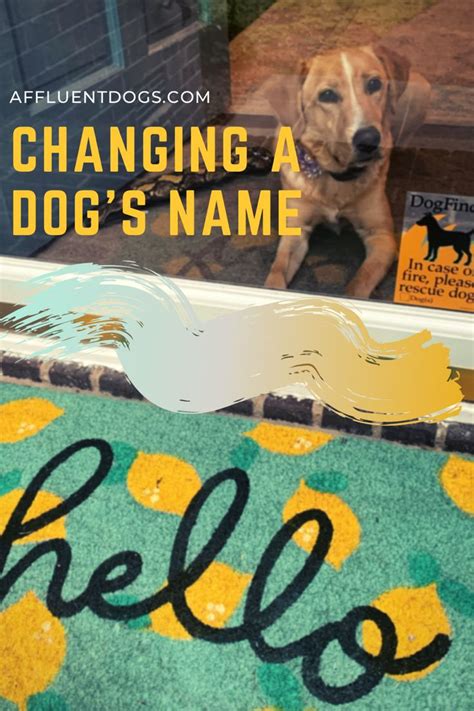 Can You Rename A Dog Affluent Dogs Dog Names Dogs Rescue Dogs