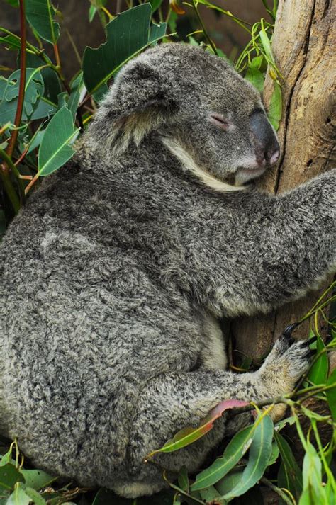 1 Close Up Profile Portrait Wild Koala Free Stock Photos Stockfreeimages