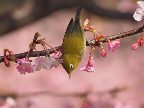 Japanese White Eye And Cherry Blossoms Stock Image Image Of