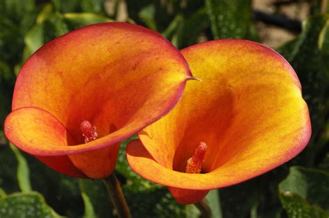 Pictures Of Different Types Of Lilies Thatll Simply