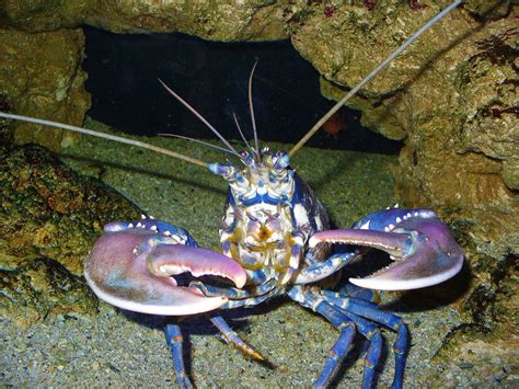 Lobster Facts Photos And Biology Interesting Invertebrates Owlcation