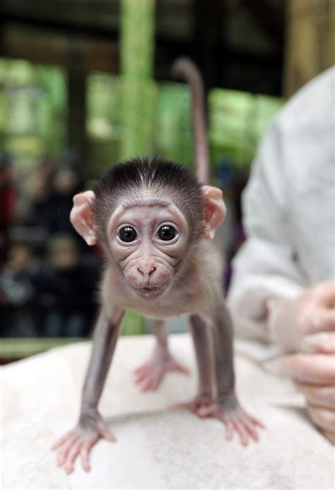 Shy Baby Monkey At Paris Zoo Off Topix