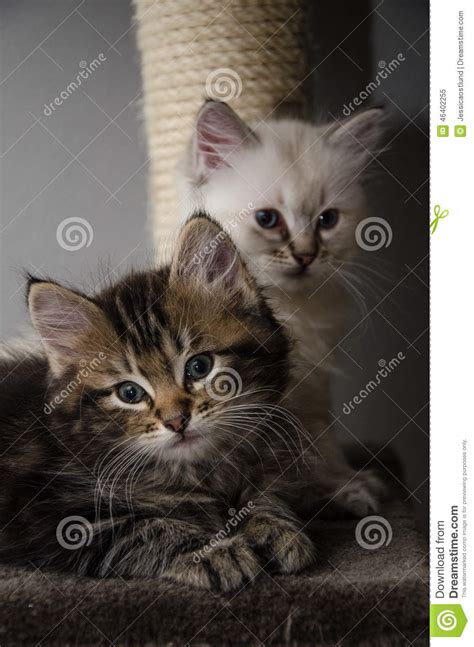 2 Furry Faces And 2 Fluffy Kittens Stock Image Image Of
