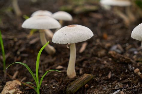 How to Start a Mushroom Garden You Can Harvest | Global Garden Friends ...
