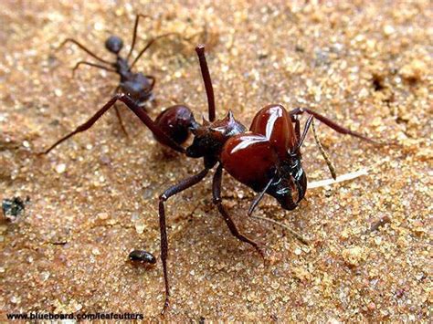 Atta cephalotes, atta sexdens, atta laevigata, acromyrmex subterraneus, acromyrmex hispidus atratus, acromyrmex aspersus. Hormiga culona - EcuRed