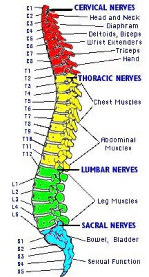 Human Spine Diagram Medical Anatomy Spine Health Spinal Cord Injury