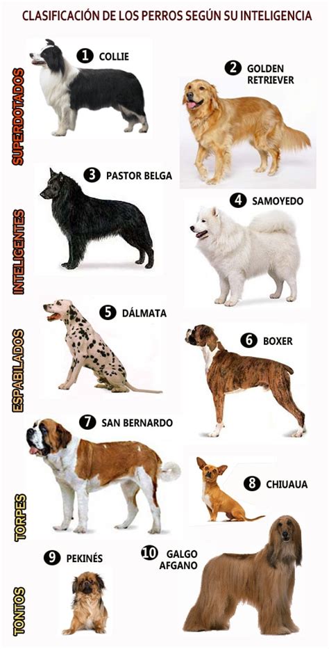 Clasificación De Los Perros Según Su Inteligencia Ensegundosdo