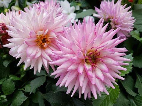 Light Pink Dahlia Flower In A Garden Stock Photo Image Of Pink