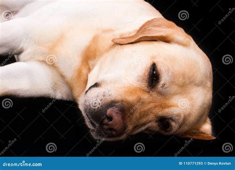 Beautiful Sleeping Labrador Studio Portrait Stock Image Image Of