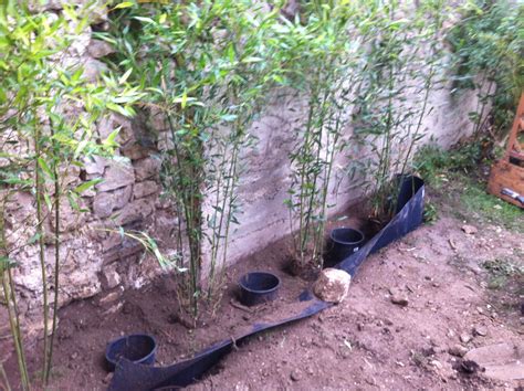 Comment Planter Ses Bambous Dans Les Règles De Lart Sans être Envahi