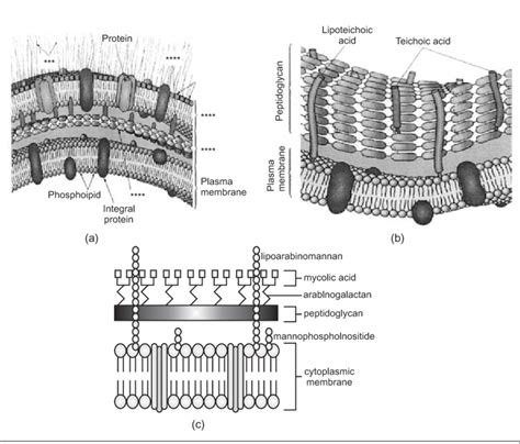 Structure Of A Gram Negative B Gram Positive Bacterial Cell Wall