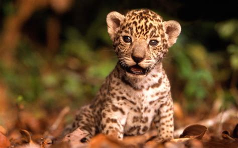 Baby Leopard Teh Cute Cute Puppies Cute Kittens And Other Adorable
