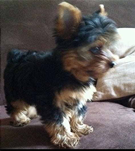 1000 Images About Yorkies Cute Or What On Pinterest Yorkies