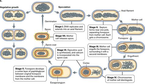 Bacterial Spore Structure Types Sporulation And Germination