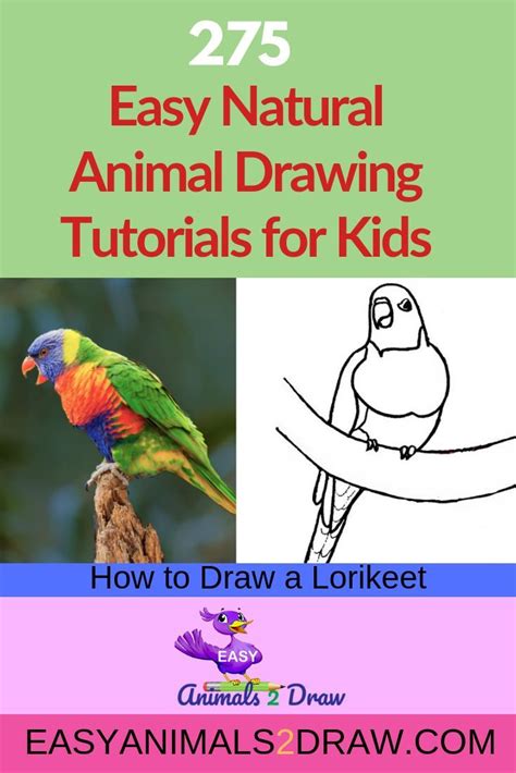 On the inside of the foot, draw another toe. How to Draw a Lorikeet Step by Step | Animal drawings ...