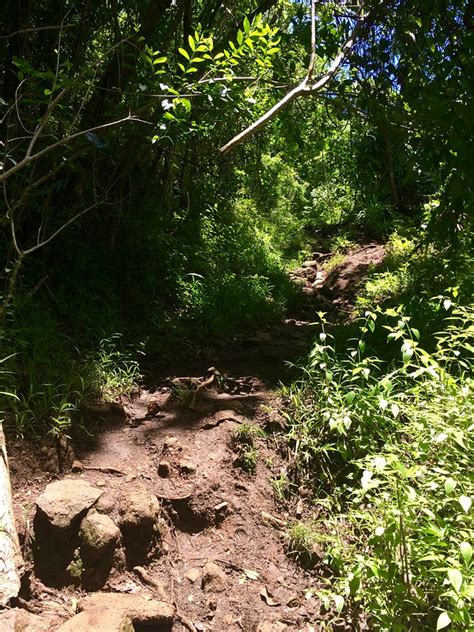 Best Hikes On Oahu The Makiki Valley Loop Trail On Walkabout