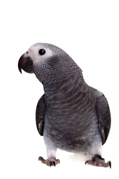 African Grey Parrot Stock Photo By ©cynoclub 128198392