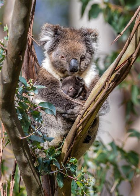Koala And Baby 28 Russell Charters Flickr