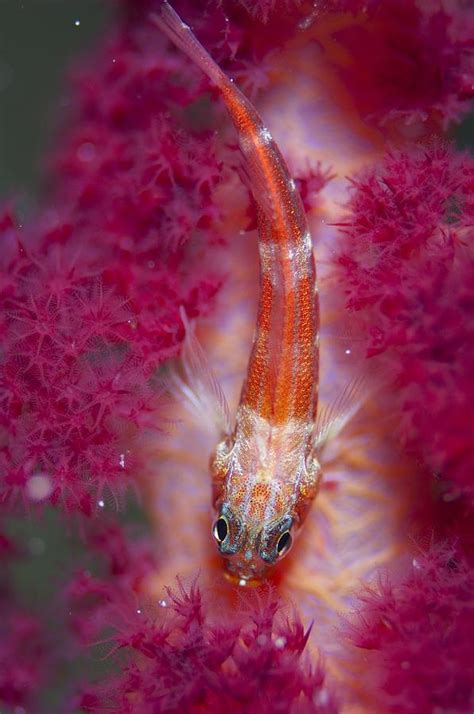 Goby On Soft Coral In Indonesia Photograph By Science Photo Library