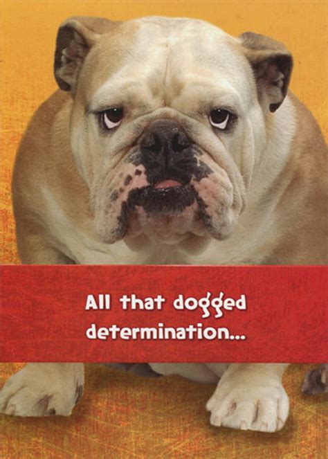 Designer Greetings Dogged Determination Bulldog Funny : Humorous Dog