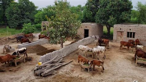 Village Life In Pakistan Youtube