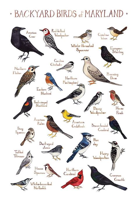 Maryland Backyard Birds Field Guide Art Print Backyard Birds Guided
