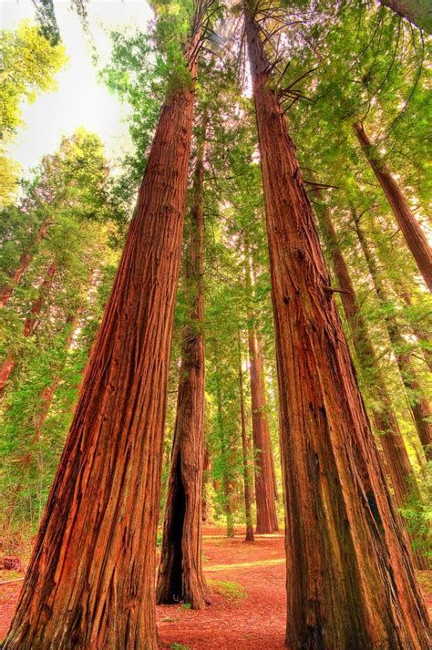 42 Best Redwoods Images On Pinterest Forests Beautiful Places And
