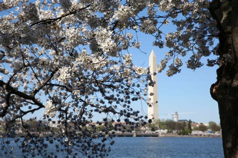 See Dcs Blossoming Cherry Trees Photos Image 21 Abc News