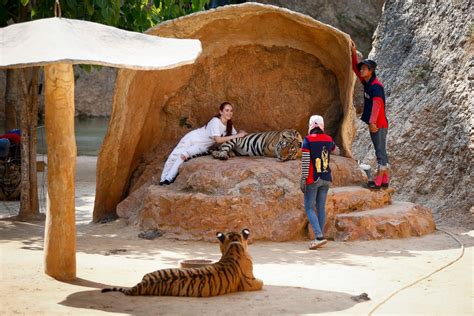Thailands Tiger Temple Photos Abc News