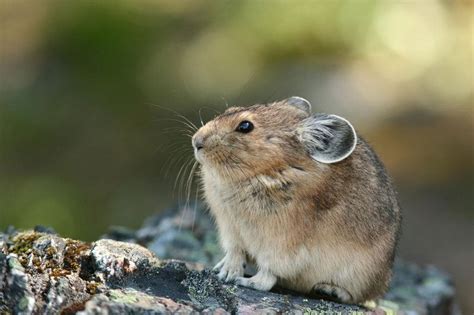 The Pika A Close Relative Of The Rabbit Is Sometimes Called A