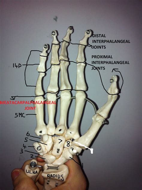 Bones Of The Wrist And Hand Musculoskeletal Portfolio
